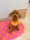 DSCF8179[1]_thumb.png